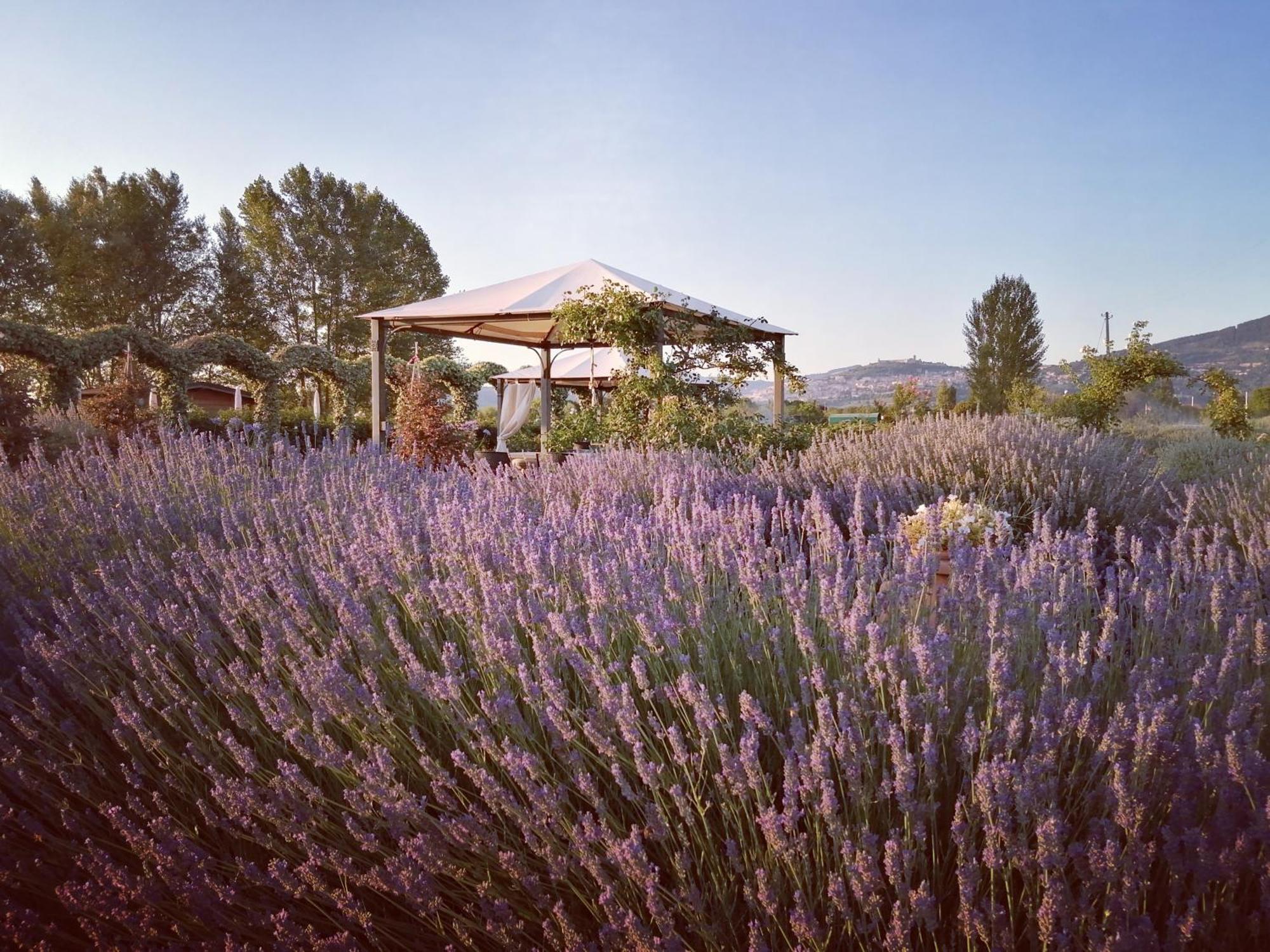 Villa Il Fienile Di Assisi Exterior foto